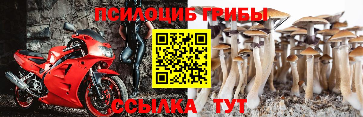 Шатура  наркотики  Вход с VPN  Галлюциногенные грибы Psilocybe  Псилоцибиновые грибы GOLDEN TEACHER 